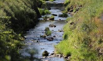 Umweltministerium startet Renaturierungsprogramm für Flussauen