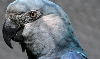 Laut schreiender Papagei löst Polizeieinsatz in Rheinland-Pfalz aus