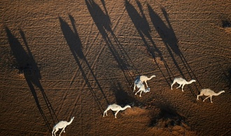 2,2 Millionen Tiere: Saudi-Arabien führt offizielle Pässe für Kamele ein