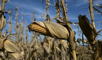 Gentechnisch veränderter Mais: Anbauverbot in Italien rechtmäßig