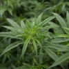 Hessen: Ermittler heben Cannabisplantage mit 1400 Pflanzen aus