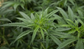 Hessen: Ermittler heben Cannabisplantage mit 1400 Pflanzen aus