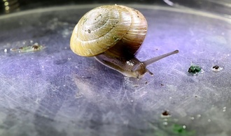 Erfolg für Artenschutz: Vom Aussterben bedrohte Schnecke wieder in Bermuda angesiedelt