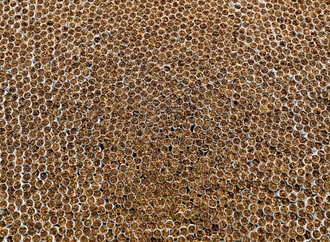 Illegale Zigarettenfabrik in Sachsen-Anhalt: Vier Verdächtige in Untersuchungshaft