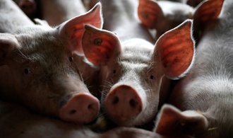 Fast 30 Schweine sterben bei Lastwagenunfall in Niedersachsen