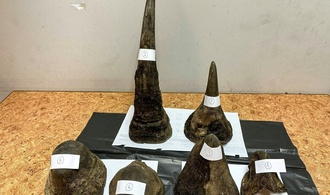 Rhinozeros-Hörner in Fleisch eingewickelt geschmuggelt: Festnahme am Airport Bangkok