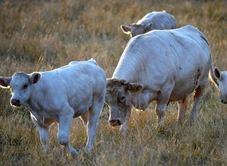 Mercosur-Abkommen: EU-Parlament verabschiedet Schutzregelung für Bauern