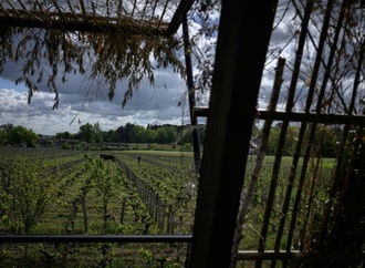 EU-Parlament beschließt neue Kennzeichnung für alkoholfreie Weine