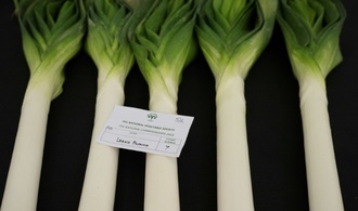 Kauft Lauch: Französische Supermärkte unterstützen Gemüsebauern