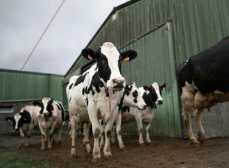 Agrarminister Rainer sichert Milchbauern Unterstützung ohne Markteingriff zu