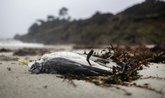 Mehrere hundert Seevögel tot an französischer Atlantikküste gefunden