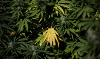 BGH verhandelt über Werbung für medizinisches Cannabis auf Rezept