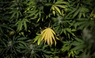 BGH verhandelt über Werbung für medizinisches Cannabis auf Rezept