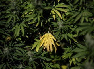 BGH verhandelt über Werbung für medizinisches Cannabis auf Rezept