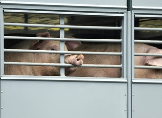Fleischproduktion in Deutschland konstant