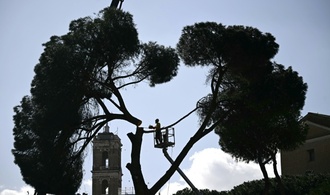 Riesige Pinienbäume in der Nähe des Kolosseums in Rom gefällt