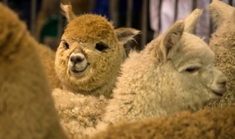 Alpakas und Schafe sterben bei Feuer auf Bauerhof in Schleswig-Holstein