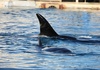 Frankreich will Orcas aus Marinepark in spanischem Freizeitpark unterbringen