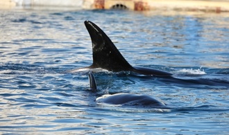 Frankreich will Orcas aus Marinepark in spanischem Freizeitpark unterbringen