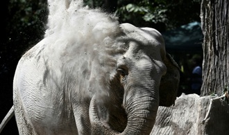 Feuerwehr richtet zur Seite gekippte Elefantenkuh in hessischem Zoo wieder auf