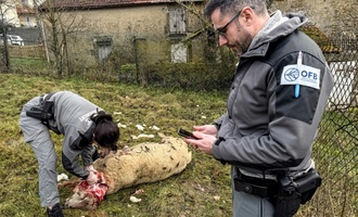 Frankreich will Abschuss von Wölfen erleichtern