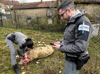 Frankreich will Abschuss von Wölfen erleichtern