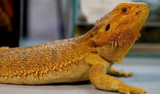 Echsen in Popcorntüten verschickt: acht Jahre Haft für Mann in Australien