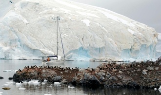 Polarforscher wegen Ausbreitung der Vogelgrippe in der Antarktis alarmiert
