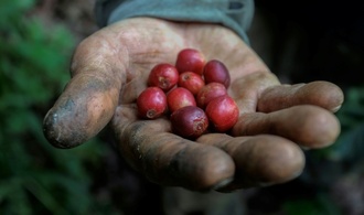 Studie: Hitze durch Klimawandel bedroht Kaffeeernten - und treibt die Preise