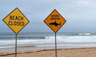 Australien: Großer Weißer Hai umkreist Taucher - Retter warnen aus der Luft