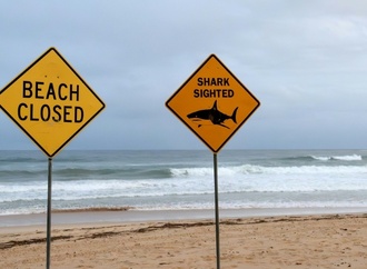 Australien: Großer Weißer Hai umkreist Taucher - Retter warnen aus der Luft