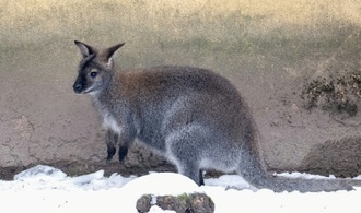 Entlaufene Kängurus sorgen in Rheinland-Pfalz für Polizeieinsatz