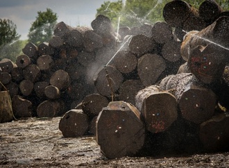 Urteil: Land Hessen muss für Unfall nahe Holzlagerplatz nicht haften
