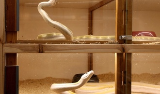 ''Bild des Schreckens'' in Stuttgart: Behörden finden dutzende tote und kranke Schlangen