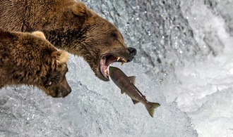 Forscher: Ozeanversauerung durch Klimawandel könnte Lachsspermien lähmen