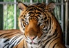 Mehr als 70 Tiger in thailändischem Park sterben durch Virus
