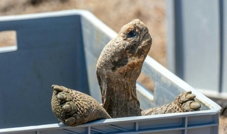 Ranger siedeln Riesenschildkröten wieder auf Galápagos-Insel Floreana an