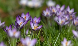 Wetterdienst erwartet ''sonnigen Frühling'' ab Mitte der Woche