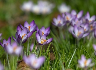 Wetterdienst erwartet ''sonnigen Frühling'' ab Mitte der Woche