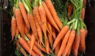 Gemüseernte steigt 2025 auf neuen Höchststand