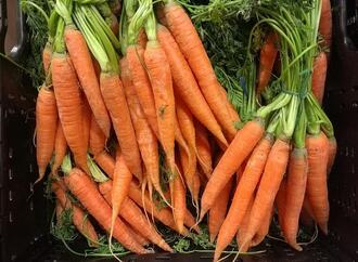 Gemüseernte steigt 2025 auf neuen Höchststand