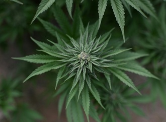 Illegale Cannabisplantage mit hunderten Pflanzen in Sachsen-Anhalt entdeckt