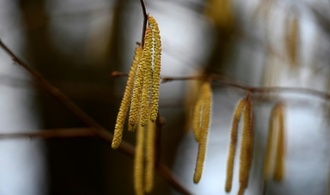 Wärmeres Wetter lässt Pollen fliegen: Allergiesaison in Deutschland startet durch