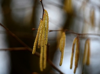 Wärmeres Wetter lässt Pollen fliegen: Allergiesaison in Deutschland startet durch