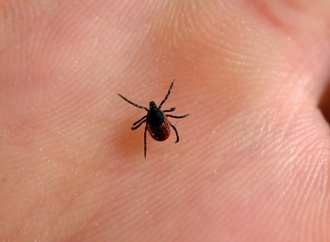 Von Zecken übertragen: RKI weist weitere Regionen als FSME-Risikogebiete aus