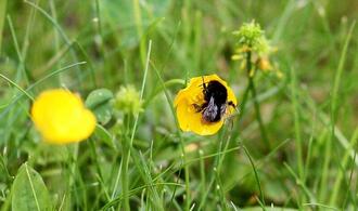 Forscher: Hummeln sind effiziente Entscheider