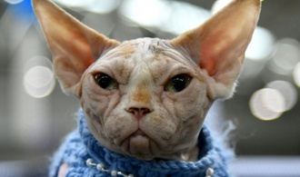 Urteil: Zwei Nacktkatzen dürfen in Rheinland-Pfalz kastriert werden