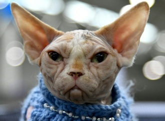 Urteil: Zwei Nacktkatzen dürfen in Rheinland-Pfalz kastriert werden