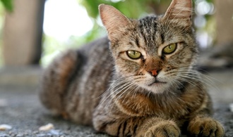 Thüringen: Bei Beschlagnahmung von 40 Katzen zufällig Waffenteile entdeckt