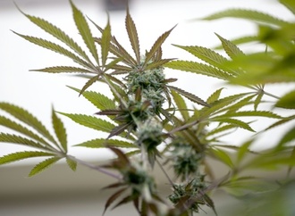 Fast 2400 Pflanzen: Ermittler entdecken Cannabisplantage in Nordrhein-Westfalen